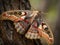 The Furry Antennae of the Emperor Moth