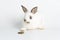 Furry baby bunny with cookie on isolated. Adorable tiny rabbit bunny white and brown hungry eating cookie carrot while sitting