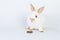 Furry baby bunny with cookie on isolated. Adorable tiny rabbit bunny white and brown hungry eating cookie carrot while sitting