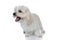 Furry bichon dog sticking out tongue and yawning