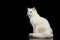 Furry British breed Cat white color on Isolated Black Background