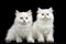 Furry British breed Kitty white color on Isolated Black Background