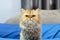 Furry British Cat Chinchilla, Cute cat.