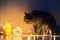 A furry British cat looks at Christmas lights in the dark