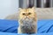 Furry British golden Cat Chinchilla cute cat.