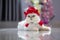 Furry British white Cat Chinchilla cute cat.Halloween cat with little devil hat