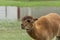 Furry brown Alpaca in flooded ranch pasture