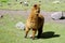 Furry brown alpaca with purple ribbon on ear