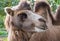 Furry brown camel in zoo