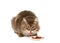 Furry brown cat eating catfood isolated on a white background