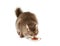 Furry brown cat eating catfood isolated on a white background