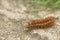 Furry brown caterpillar of the buff ermine moth