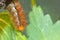 Furry brown caterpillar of the buff ermine moth