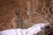 Furry Brown Cottontail Rabbit Sylvilagus with Redrock and Snow Patch