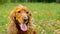 Furry brown dog with long ears licks nose and looks around