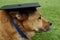 Furry Brown Dog Wearing Graduation Cap