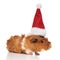 Furry brown guinea pig wearing santa cap looks to side