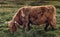 Furry brown Highland cow in Isle of Skye