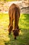 Furry brown lama in zoo Austria Styria Herberstein tourist destination autumn time.