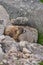 Furry Brown Marmot