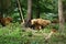 Furry brown Scottish highland cattles grazing in the forest