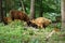 Furry brown Scottish highland cattles grazing in the forest