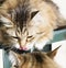 Furry brown siberian cat in the garden on the chair licking another cat