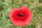 Furry bumblebee collects pollen from a red poppy flower in a summer meadow