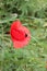 Furry bumblebee collects pollen from a red poppy flower in a summer meadow