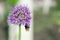 A furry bumblebee in a funny angle collects nectar from a leek inflorescence against the background of a blurred garden