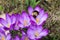 Furry bumblebee pollinates a purple crocus flowers