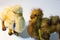 furry camel toys