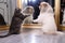 a furry cat and a fluffy dog performing elegant dance moves on a mirrored floor