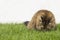 Furry cat on the grass green, purebred siberian. Eating time