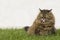 Furry cat on the grass green, purebred siberian. Eating time
