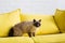 furry cat sitting on yellow couch