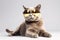 Furry cat wearing trendy sunglasses. Fashion pet background. Generative AI