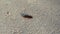 A furry caterpillar crawls quickly on the asphalt