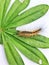 Furry Caterpillar on leaf