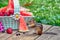 Furry chipmunk enjoys fresh summer fruit at an outdoor picnic