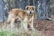 Furry Collie Retriever mixed breed dog adoption photo