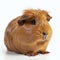 Furry Companion: A Delightful Portrait of a Domesticated Guinea Pig