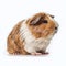 Furry Companion: A Delightful Portrait of a Domesticated Guinea Pig