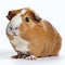 Furry Companion: A Delightful Portrait of a Domesticated Guinea Pig