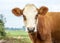 Furry cow head, red and white, cute black nose, in a field