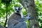 Furry curious white and grey lemur latin: lemur catta sitting on the tree with vivid green leaves background.
