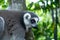 Furry curious white and grey lemur latin: lemur catta sitting on the tree with vivid green leaves background.