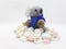 Furry Cute Beautiful Grey and Blue Australian Koala Stuffed Animal Toys Model Design for Kids Play Home Interiors in White Isolate