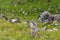 The furry cute gopher stands on a green meadow in sunny day