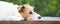 Furry cute jack russell dog thinking - web banner of pet therapy